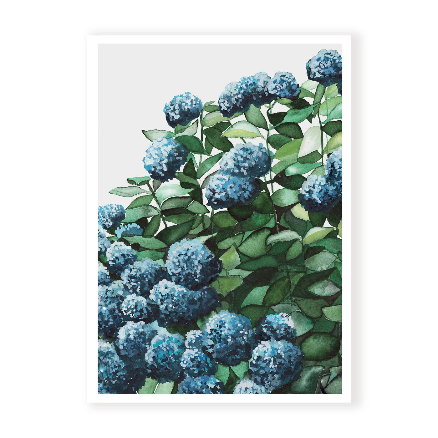 Blue Hydrangea II