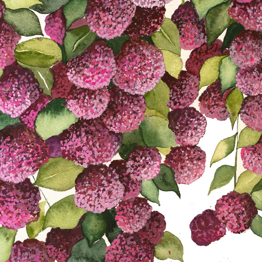 Falling Hydrangeas II