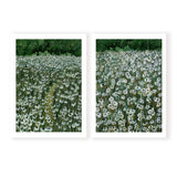 Daisy Meadow Pair