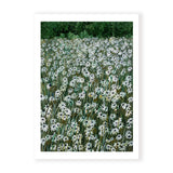 Daisy Meadow II