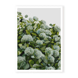 Sage Hydrangea I